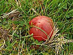 Waxcap fungus