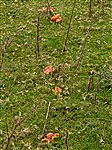 Waxcap fungus