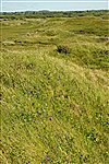 Kenfig