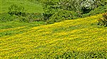 Field of buttercups