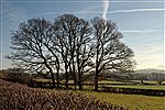 Winter Trees