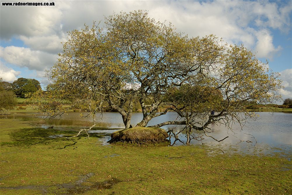 Brechfa Common