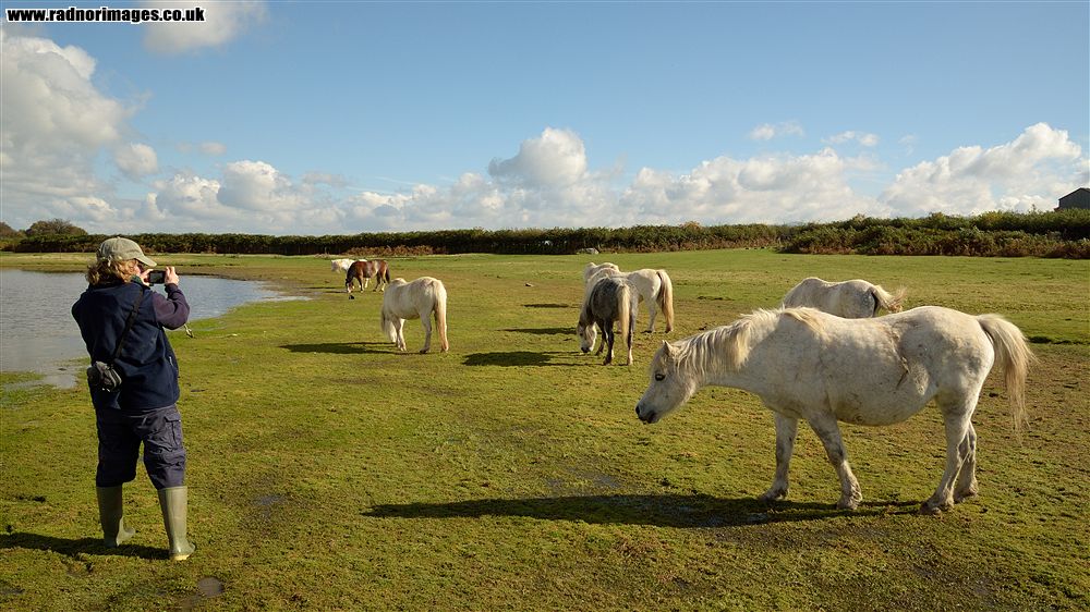 Brechfa Common