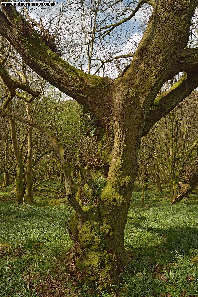 Cwm Trewryn