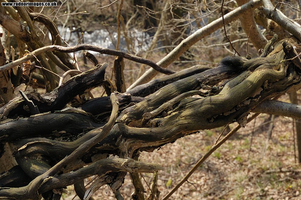 Ffynnon Gynydd Common