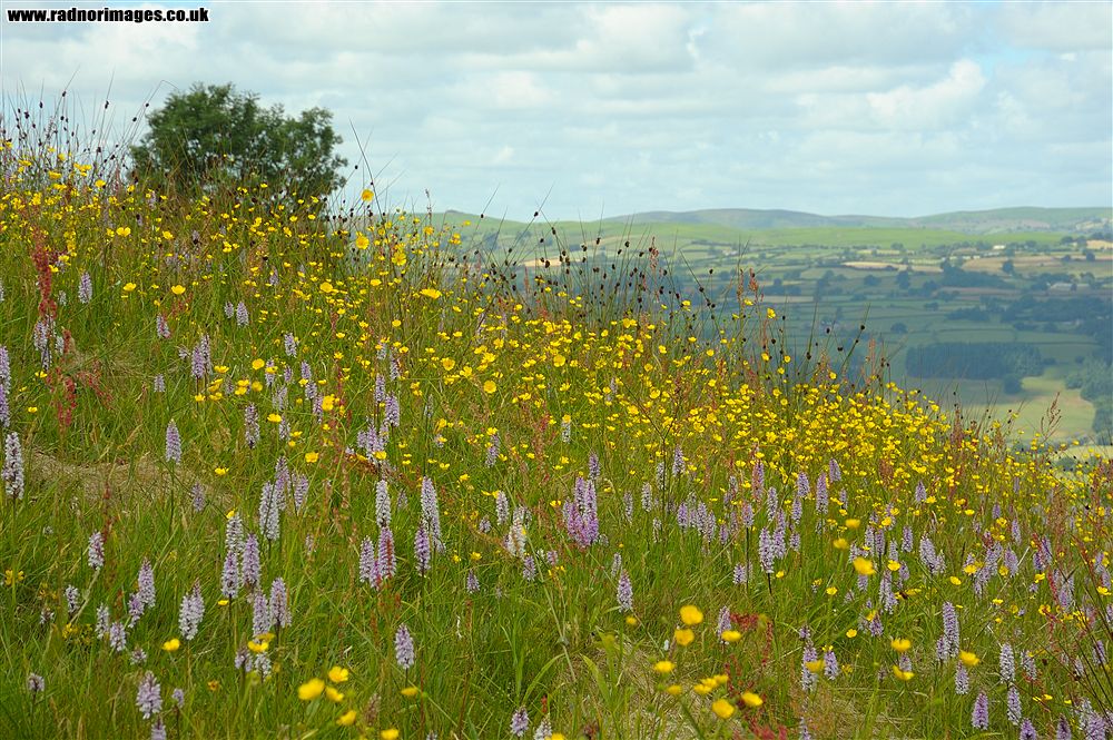 Henallt Common