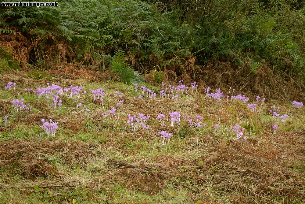 Henallt Common