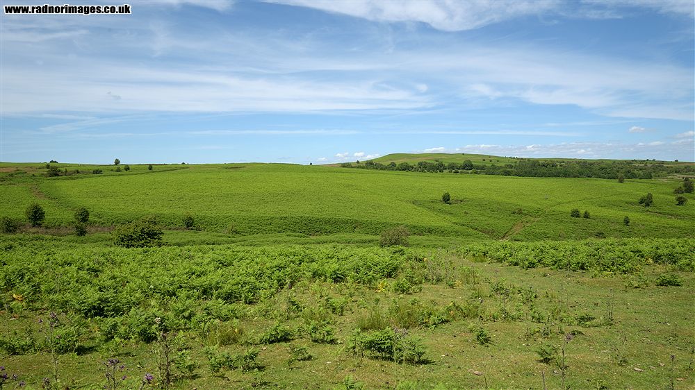 Mynydd Fforest