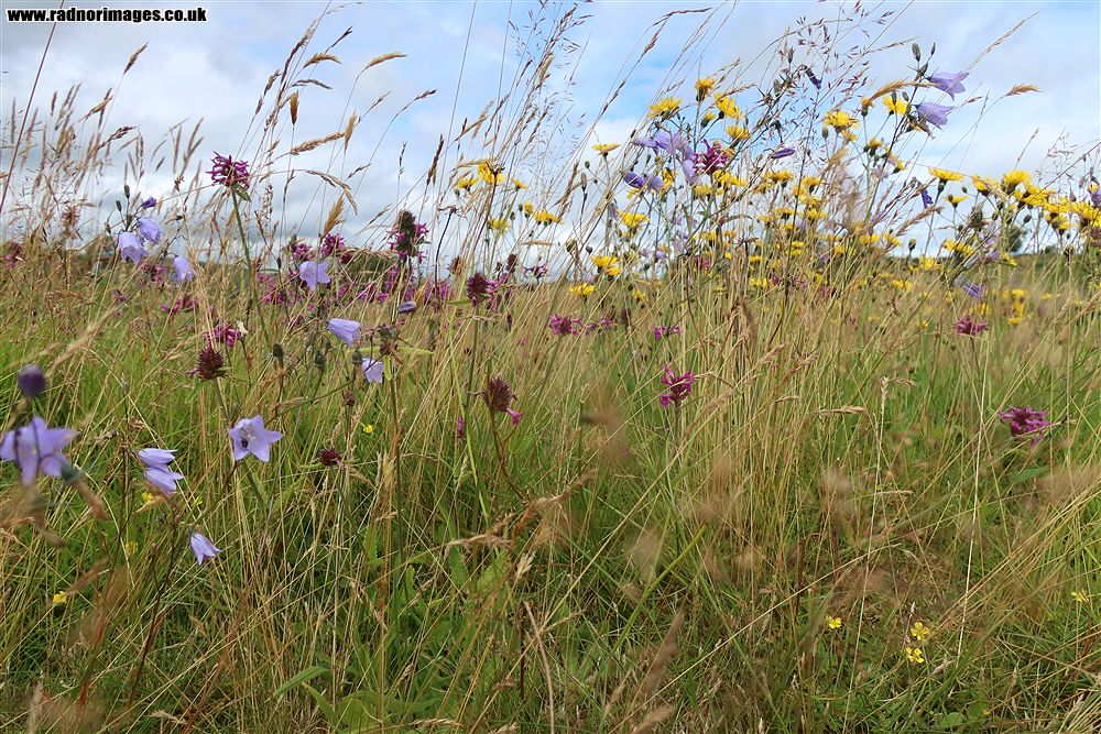 Mynydd Illtud