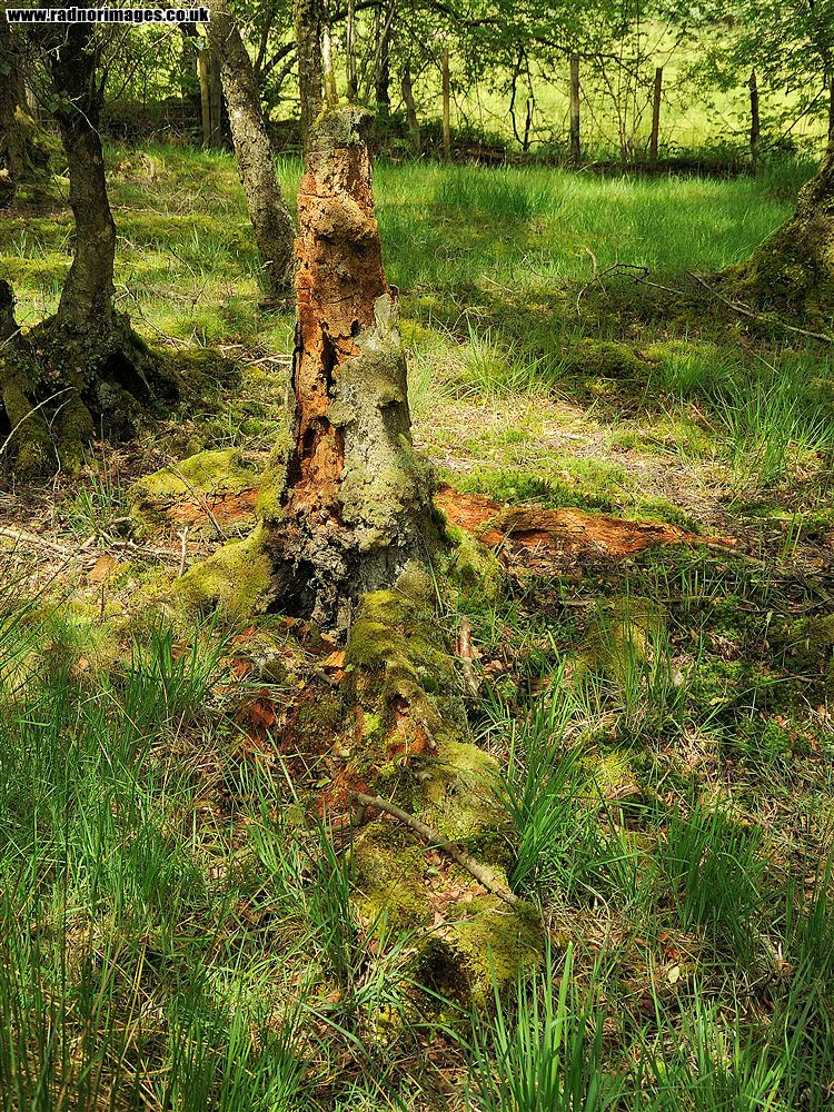 Mynydd Llansadwrn