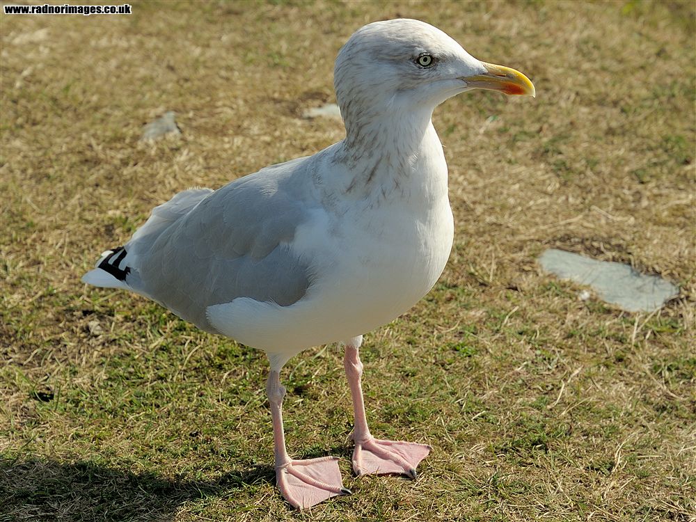 Sheep's Head Peninsula