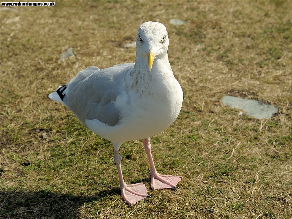 Sheep's Head Peninsula