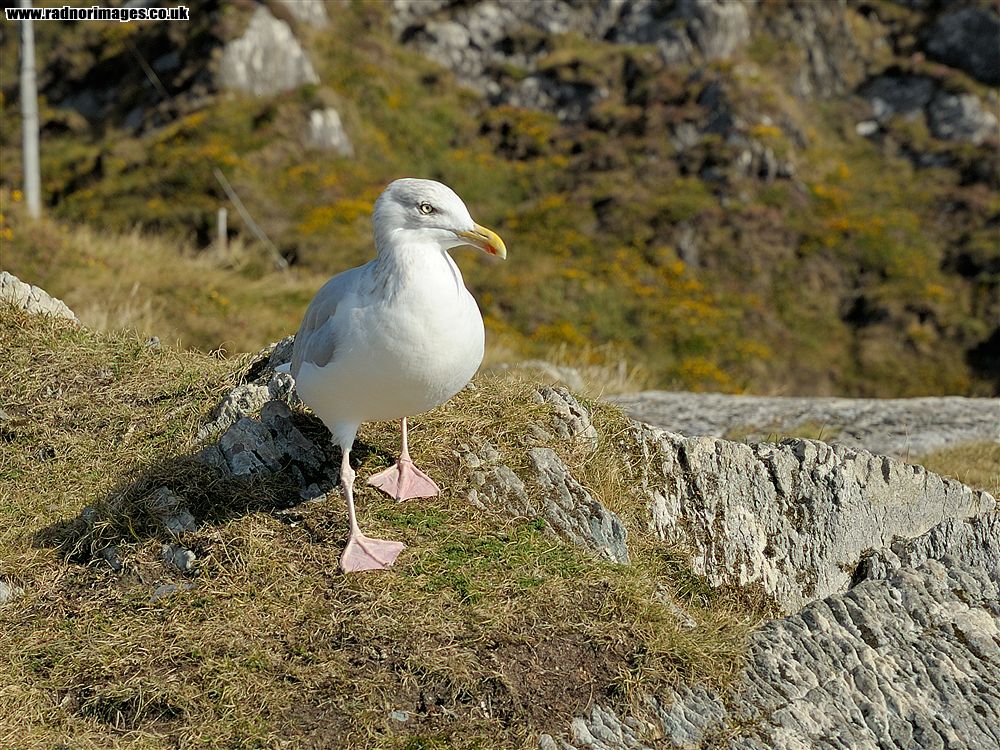 Sheep's Head Peninsula