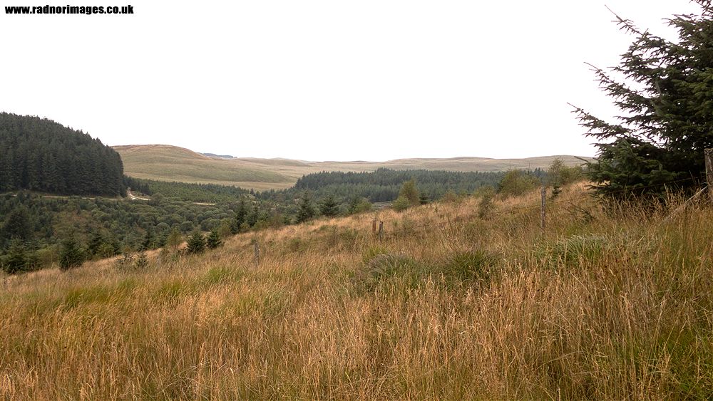 Tywi Forest
