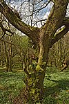 Cwm Trewryn
