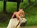 Squirrels, British Wildlife Centre